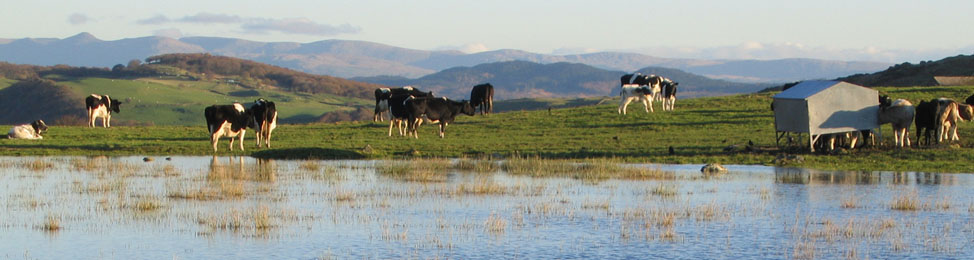 Cows grazin in the pasture with Lake District mountain vista behind